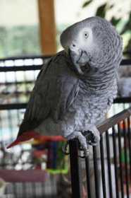 Lost African Grey