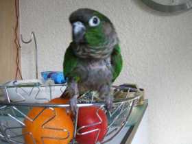Lost Conure