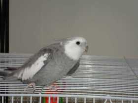 Lost Cockatiel