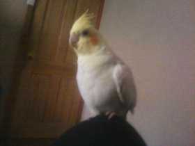 Lost Cockatiel