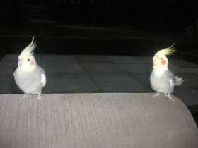 Lost Cockatiel