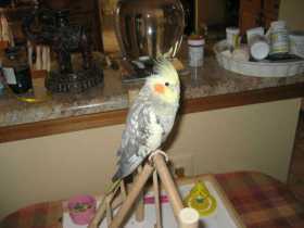 Lost Cockatiel