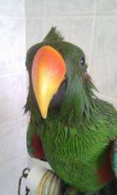 Lost Eclectus