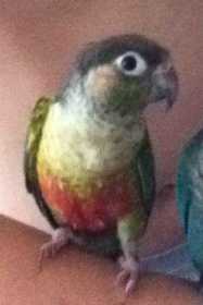 Lost Conure