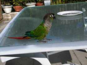 Lost Conure