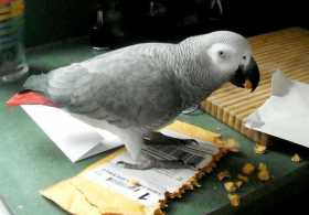 Lost African Grey