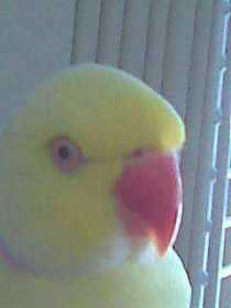 Lost Indian Ringneck Parakeet