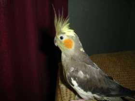 Lost Cockatiel