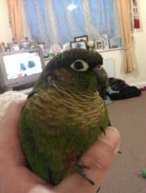 Lost Conure