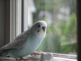 Lost Budgerigar