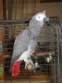 Lost African Grey