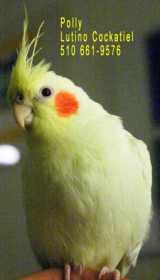 Lost Cockatiel