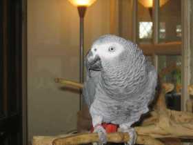 Lost African Grey