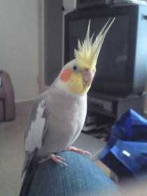 Lost Cockatiel