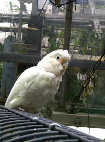 Lost Cockatoo