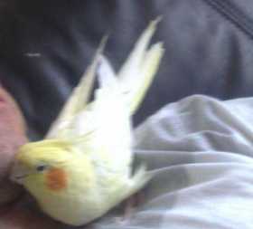 Lost Cockatiel