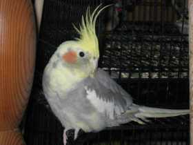 Lost Cockatiel