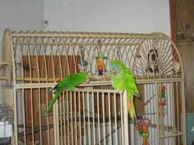 Lost Conure