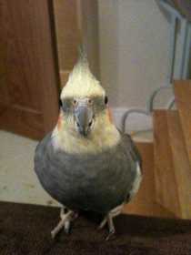 Lost Cockatiel