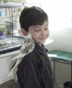 Lost Cockatiel