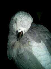 Lost African Grey