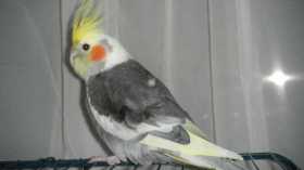 Lost Cockatiel