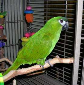 Lost Macaw
