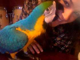Lost Macaw