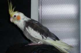 Lost Cockatiel