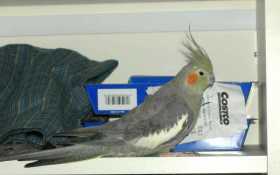 Lost Cockatiel