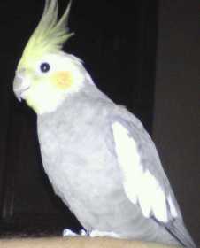 Lost Cockatiel