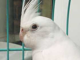 Lost Cockatiel