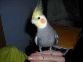 Lost Cockatiel
