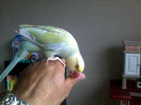 Lost Indian Ringneck Parakeet