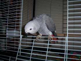 Lost African Grey