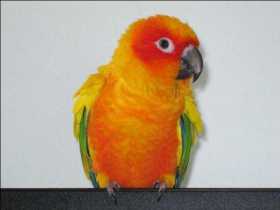 Lost Conure