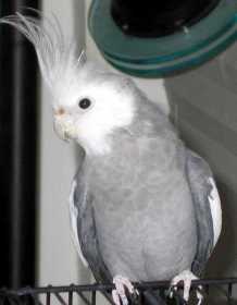 Lost Cockatiel