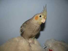 Lost Cockatiel