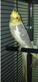 Lost Cockatiel