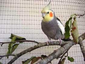 Lost Cockatiel