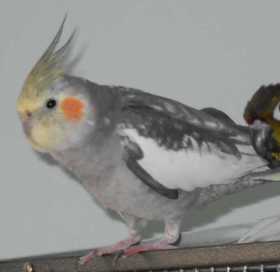 Lost Cockatiel