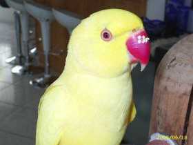 Lost Indian Ringneck Parakeet