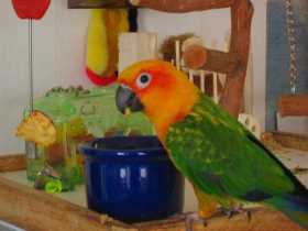 Lost Conure