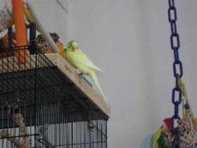 Lost Budgerigar