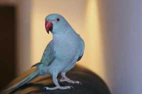Lost Indian Ringneck Parakeet