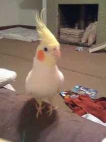 Lost Cockatiel