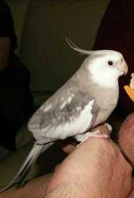 Lost Cockatiel