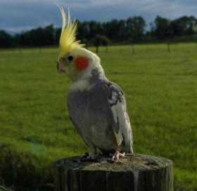 Lost Cockatiel