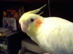 Lost Cockatiel