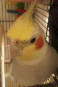 Lost Cockatiel